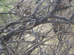 Leptasthenura aegithaloides