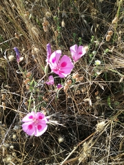 Clarkia amoena