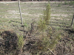 Dicerothamnus adpressus