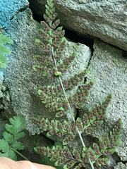 Cystopteris tennesseensis