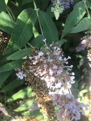 Apis mellifera