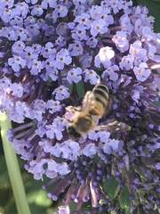 Apis mellifera