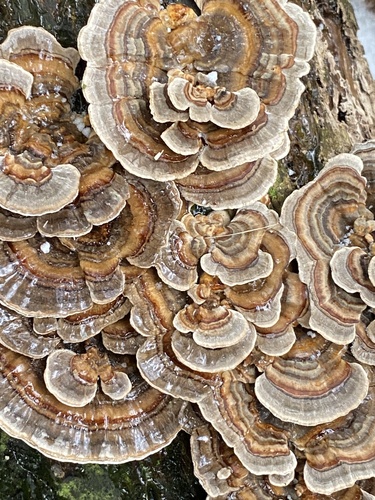 Trametes versicolor