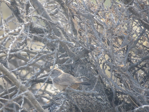 Patagonian Canastero (Pseudasthenes patagonica), photo 8