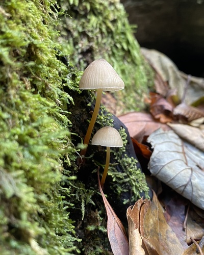 Mycena