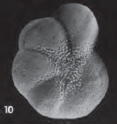 Haynesina germanica