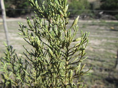Dicerothamnus adpressus