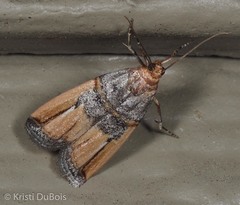 Dasypyga alternosquamella