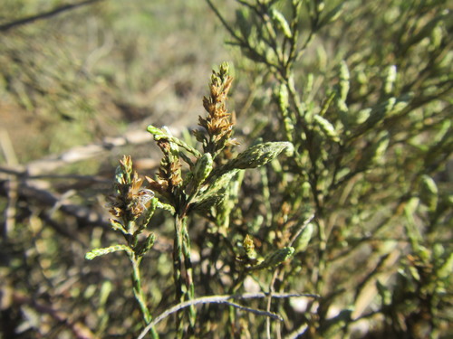 Image of Dicerothamnus adpressus by (c) douglaseustonbrown, some rights reserved (CC BY-SA)