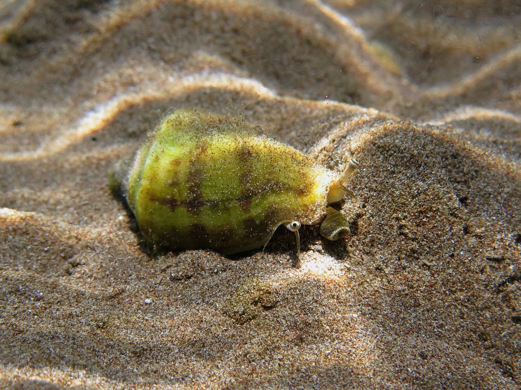 Persian Conch