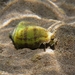 Persian Conch - Photo (c) Roberto Pillon, some rights reserved (CC BY-NC), uploaded by Roberto Pillon