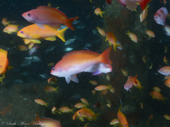 Harlequin Goldie photo 3