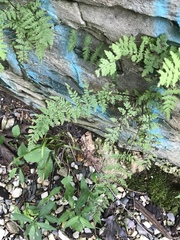 Cystopteris tennesseensis