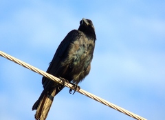 Corvus sinaloae