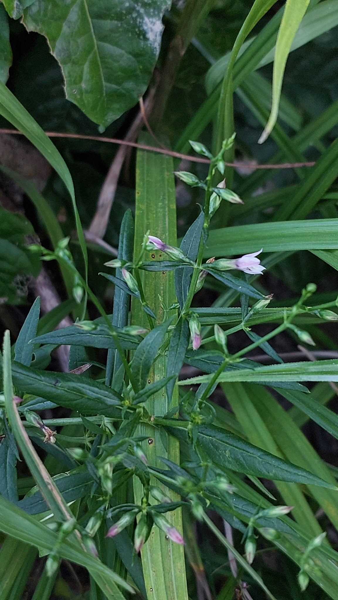 Coutoubea ramosa