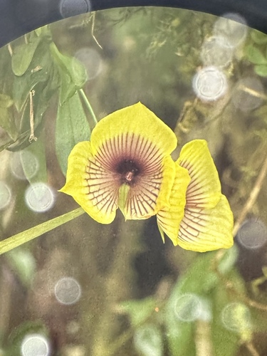 Image of Telipogon ampliflorus by (c) Matt Berger, some rights reserved (CC BY)