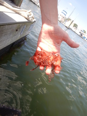 Grateloupia turuturu