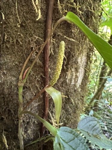 Anthurium microspadix, photograph 6