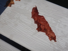 Grateloupia turuturu