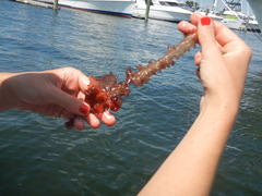 Grateloupia turuturu