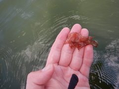 Grateloupia turuturu