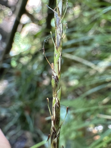Image of Birdcatching Sedge (Carex hamata) by (c) Matt Berger, some rights reserved (CC BY)