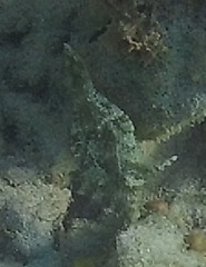 Acreichthys tomentosus