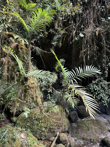 Chamaedorea costaricana, photograph 5