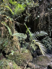 Chamaedorea costaricana, photograph (c) Matt Berger, some rights reserved (CC BY)