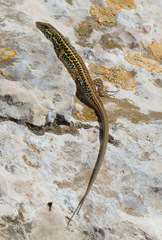 Ophisops elegans ehrenbergii