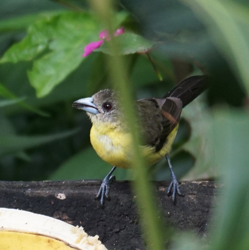 Flame-rumped Tanager (Ramphocelus flammigerus), photo 9