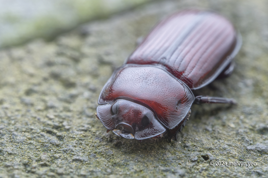 Penichrolucanus copricephalus