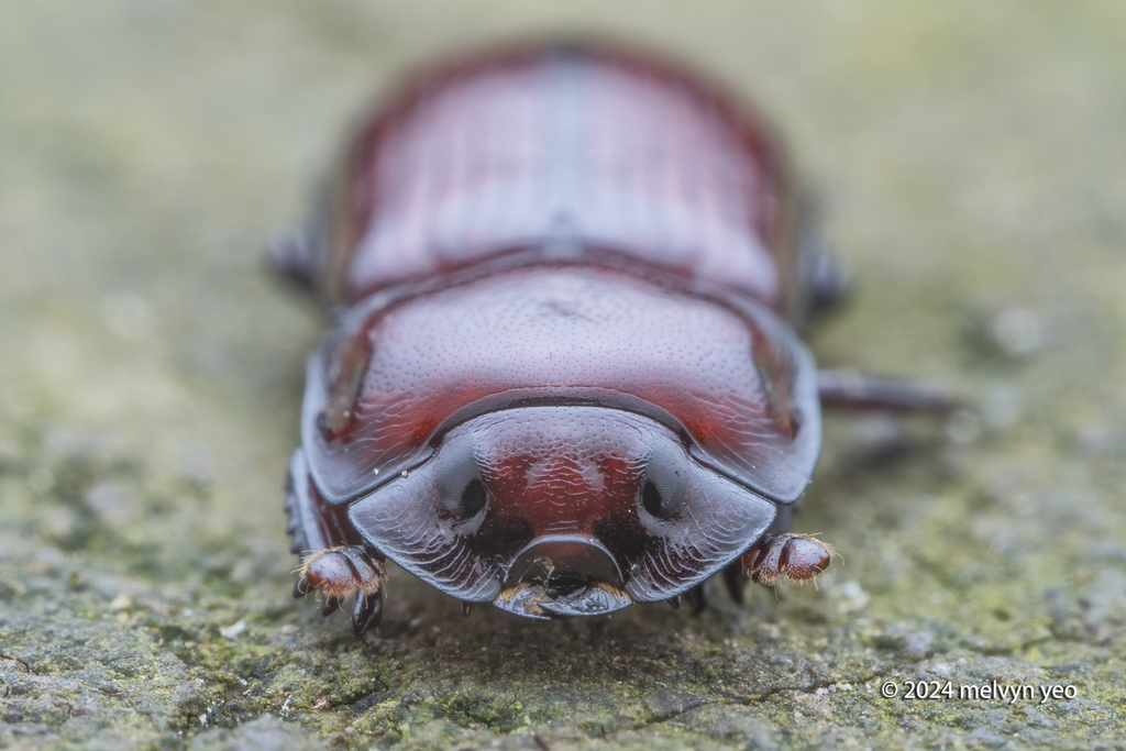 Penichrolucanus