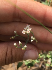 Eriogonum microtheca simpsonii