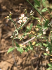 Eriogonum microtheca simpsonii