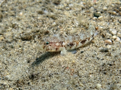 Gobius roulei