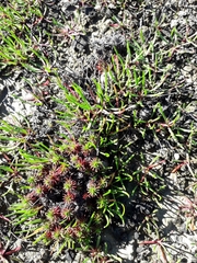Limonium kraussianum