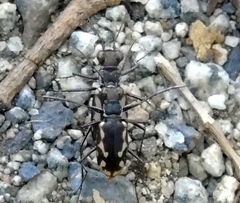 Cicindela hydrophoba