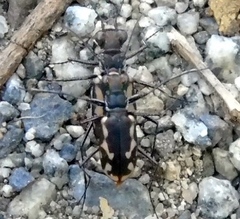 Cicindela hydrophoba