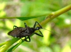 Apiomerus longispinis