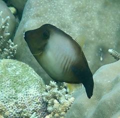 Amanses scopas