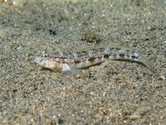 Gobius roulei
