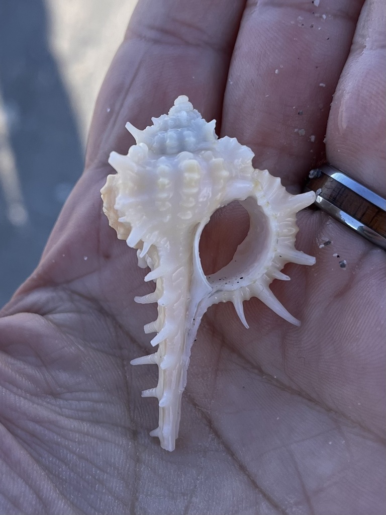 Vokesimurex