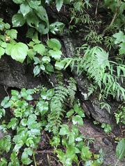 Cystopteris tennesseensis