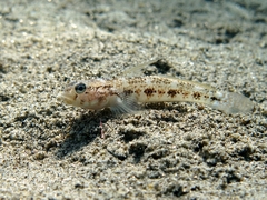Gobius roulei