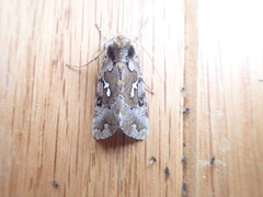 Autographa corusca