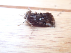 Autographa corusca