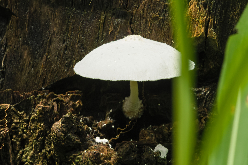 Leucocoprinus cretaceus