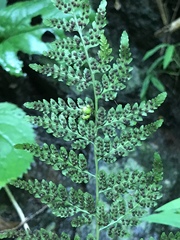 Cystopteris tennesseensis
