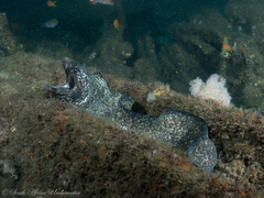 Natal Moray photo 2